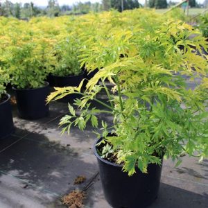 Бузина чорна - Sambucus nigra Golden Tower