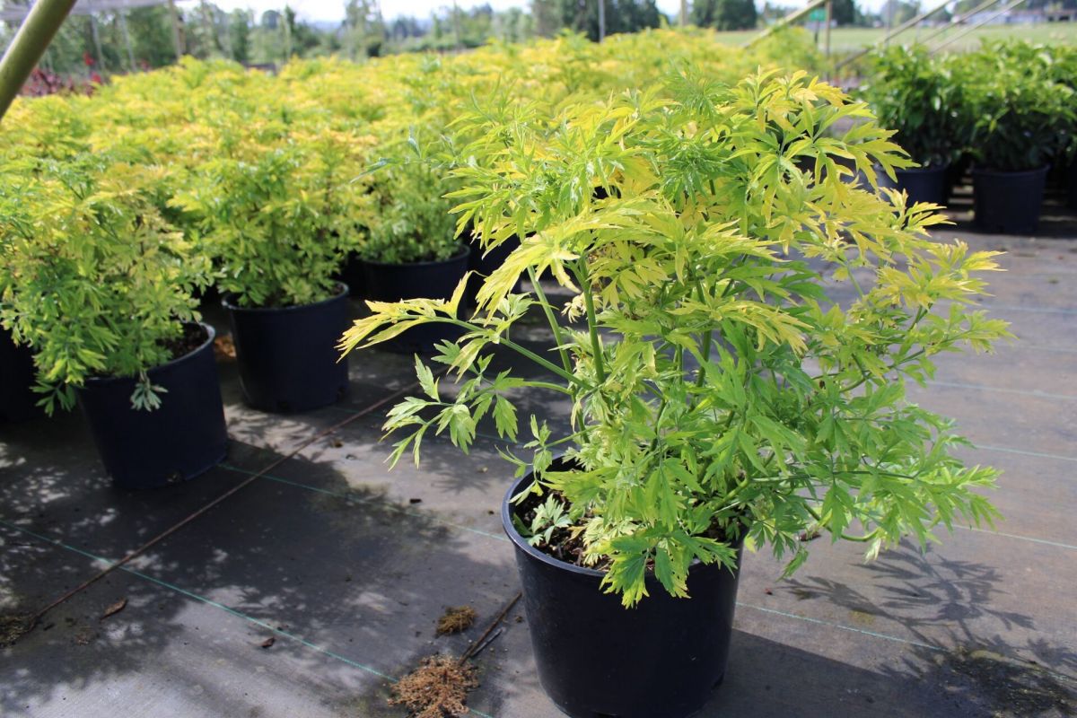 Sambucus nigra Golden Tower 2 Бузина чорна - Sambucus nigra Golden Tower