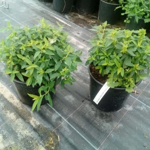 Спірея японська - Spiraea japonica Albiflora