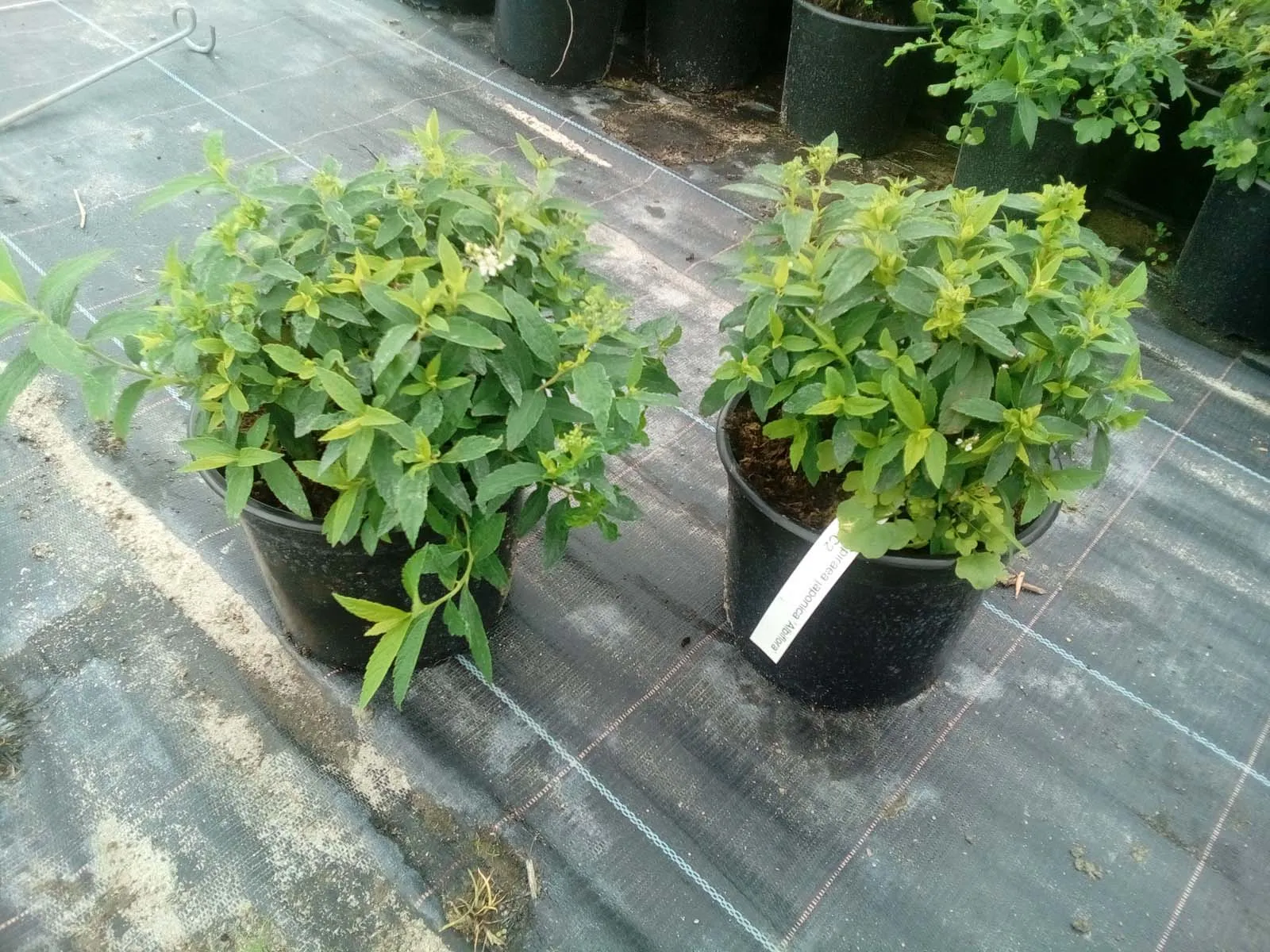 Spiraea japonica Albiflora Спірея японська - Spiraea japonica Albiflora