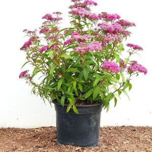Спірея японська - Spiraea japonica Anthony Watereer