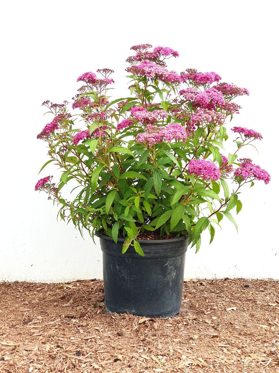Spiraea japonica Anthony Watereer Спірея японська - Spiraea japonica Anthony Watereer