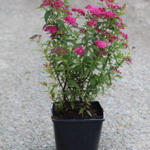 Спірея японська – Spiraea japonica Darts Red