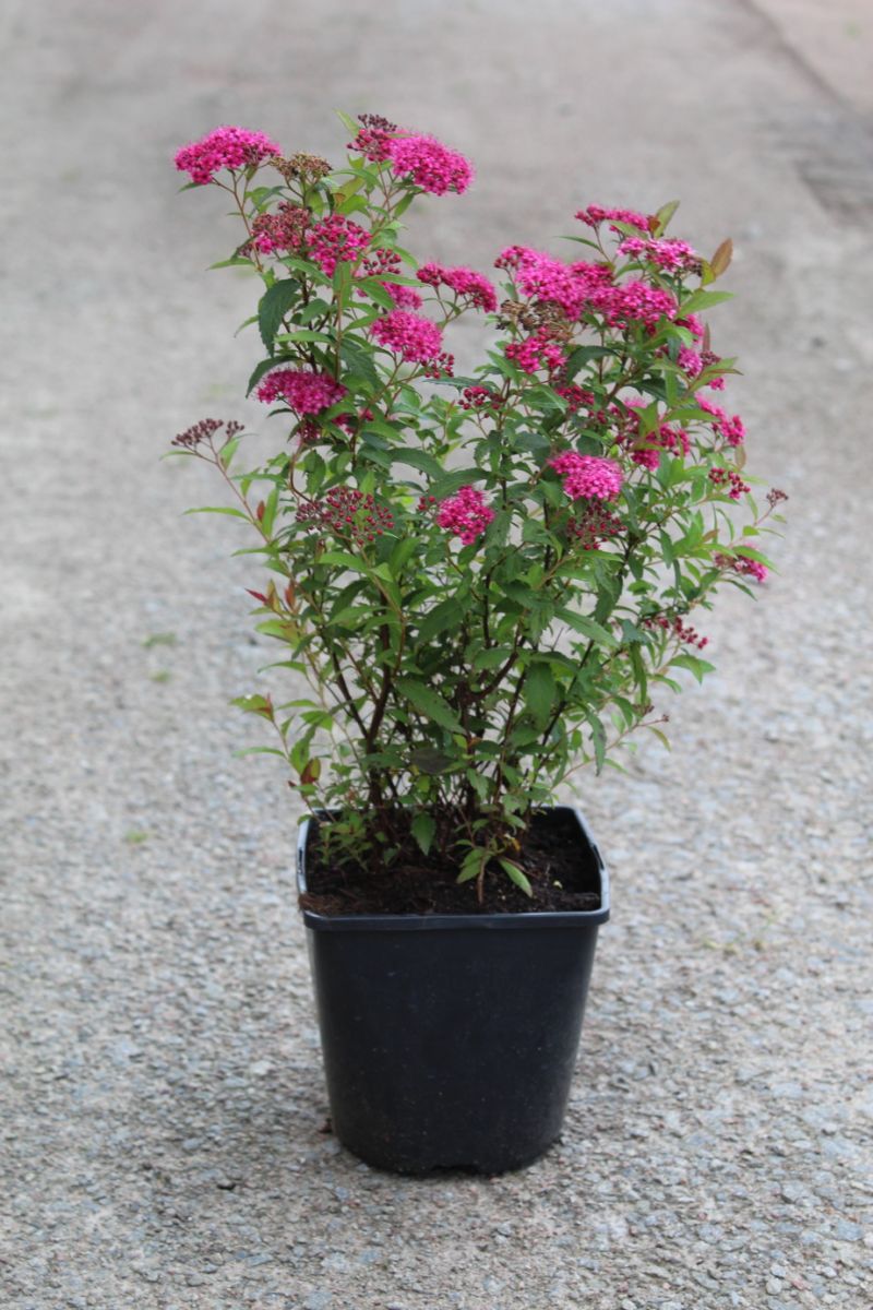 Spiraea japonica Darts Red Спірея японська – Spiraea japonica Darts Red