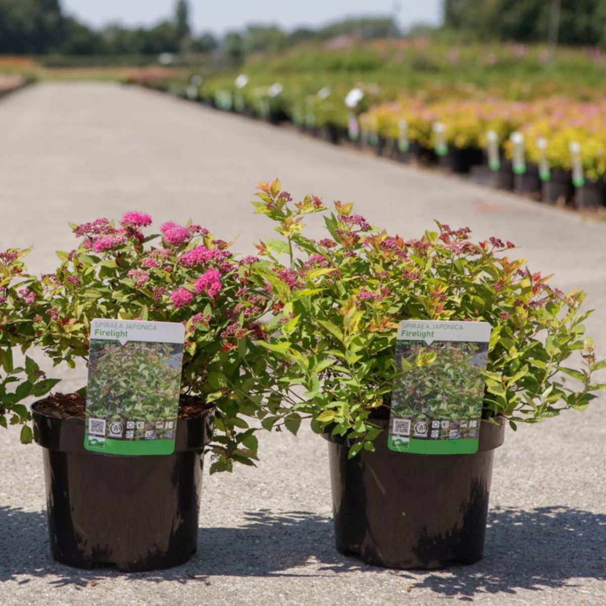 Spiraea japonica Firelight Спірея японська – Spiraea japonica Firelite