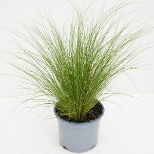 Ковила - Stipa Tenuissima Poni Tails
