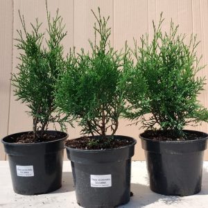 Туя західна - Thuja occidentalis Columna