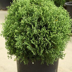 Туя західна - Thuja occidentalis Globosa