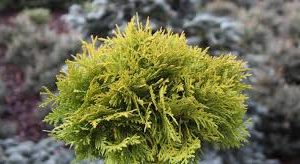Туя західна – Thuja occidentalis Mirjam Pa