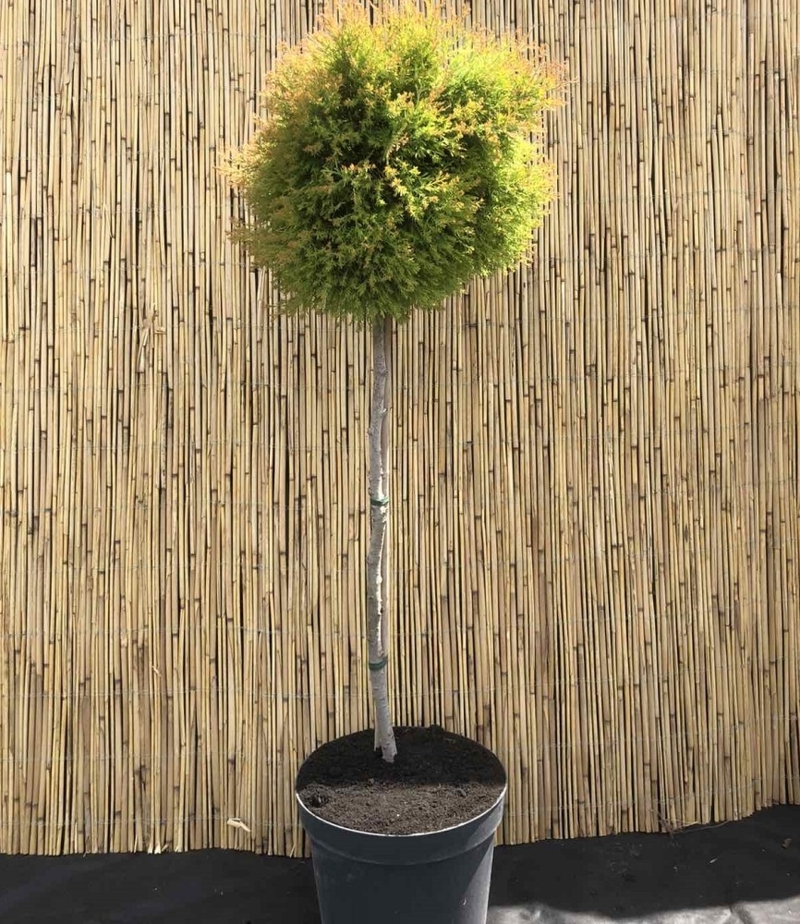 Thuja occidentalis Rheingold Pa Туя західна - Thuja occidentalis Rheingold Pa