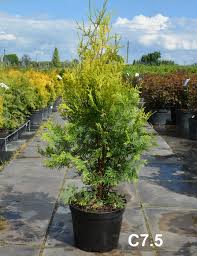 Туя західна - Thuja occidentalis Salland