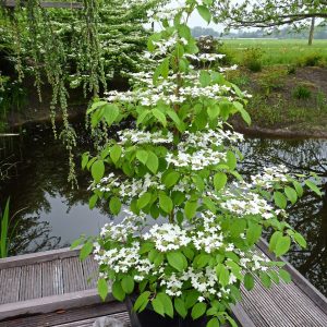 Калина звичайна - Viburnum opulus Kilimanjaro Pa
