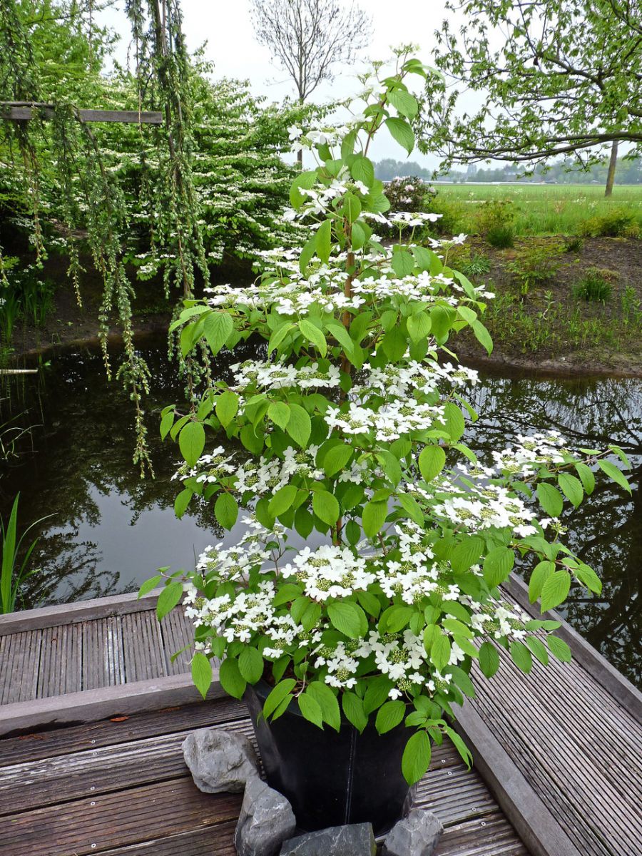 Viburnum opulus Kilimanjaro Калина звичайна - Viburnum opulus Kilimanjaro Pa