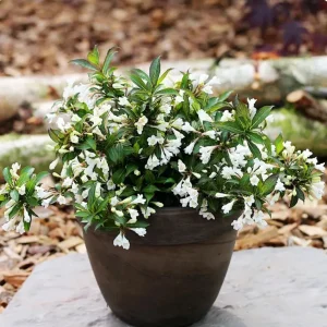 Вейгела цвітуча – Weigela florida Black and White