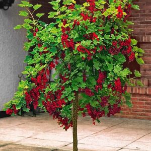 Ribes in assortment - Агрус, Порічка, Смородина