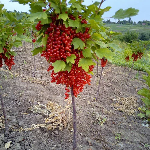 currant Ribes in assortment - Агрус, Порічка, Смородина