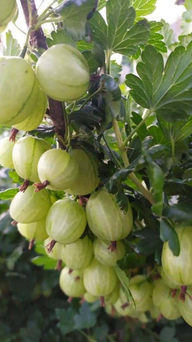 gooseberry