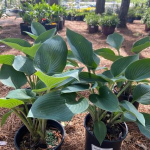 Хоста - Hosta Halcyon
