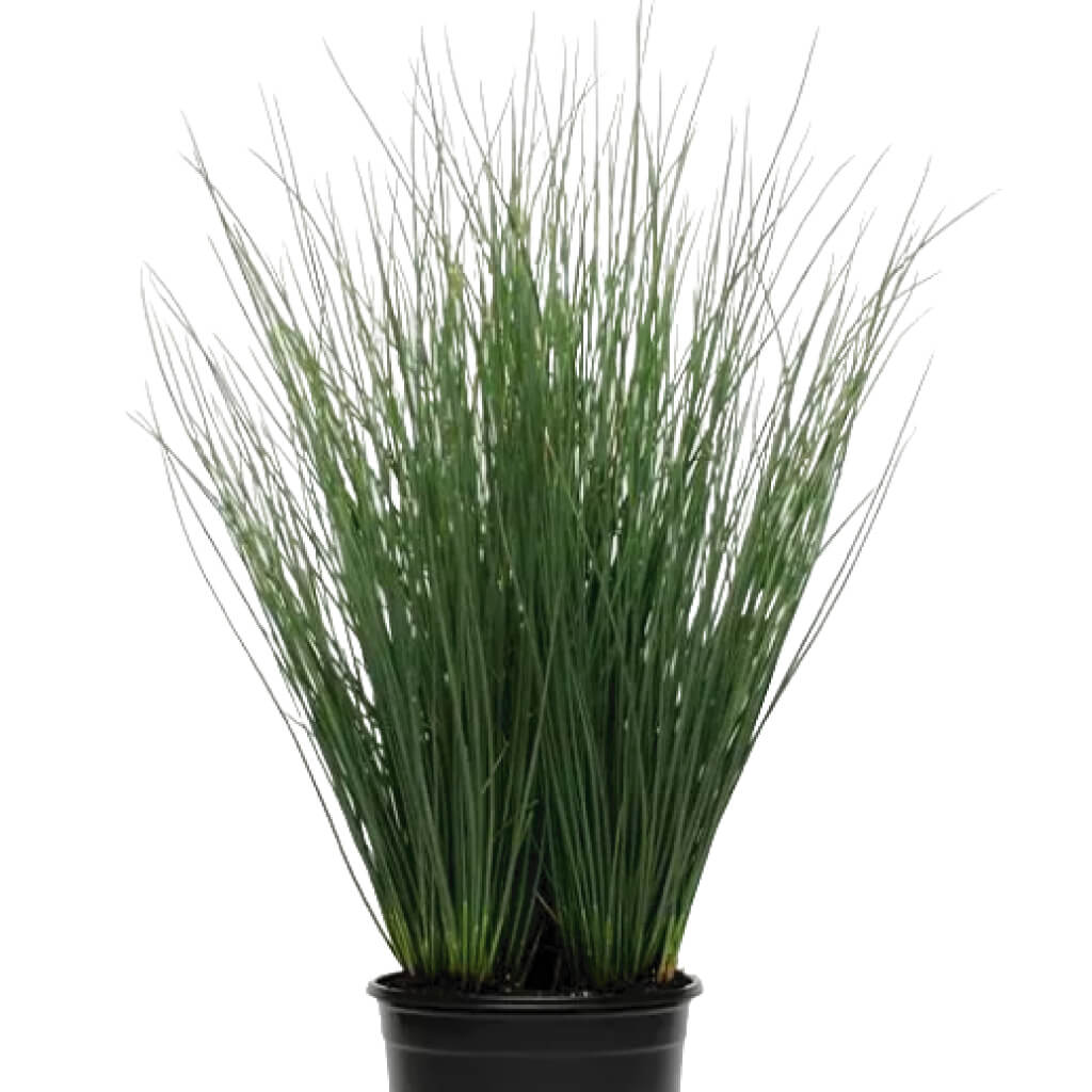 starhead color grass juncus Ситник - Starhead Color Grass Juncus